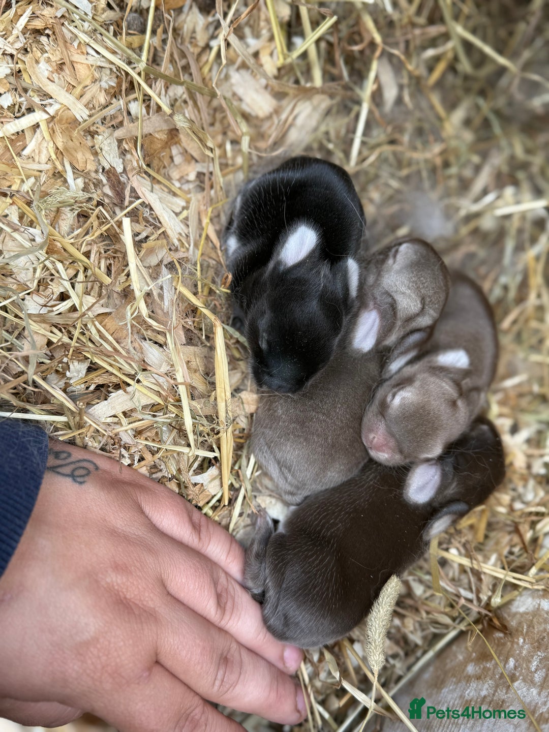 Mini Lop rabbits for sale: Mini lop - Image 3