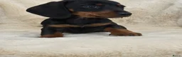 Miniature Dachshund dogs for sale: Mini smooth dachshund puppies  - Advert 2