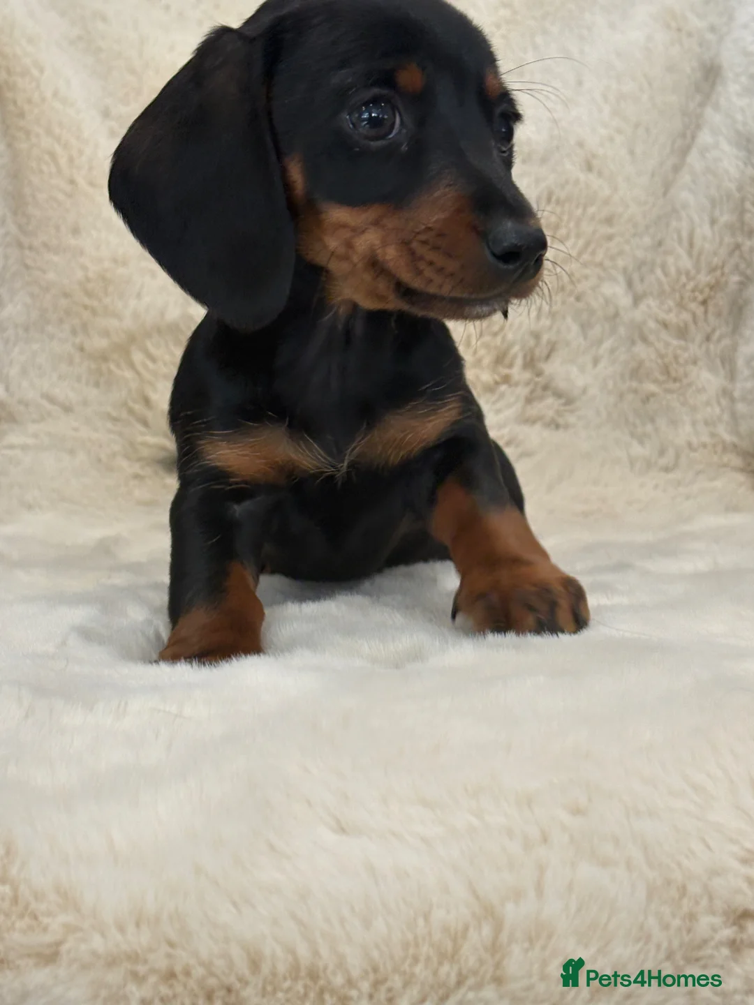 Miniature Dachshund dogs for sale: Mini smooth dachshund puppies  - Advert 2