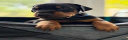 Dobermann dogs for sale: European Doberman puppies! - Advert 12