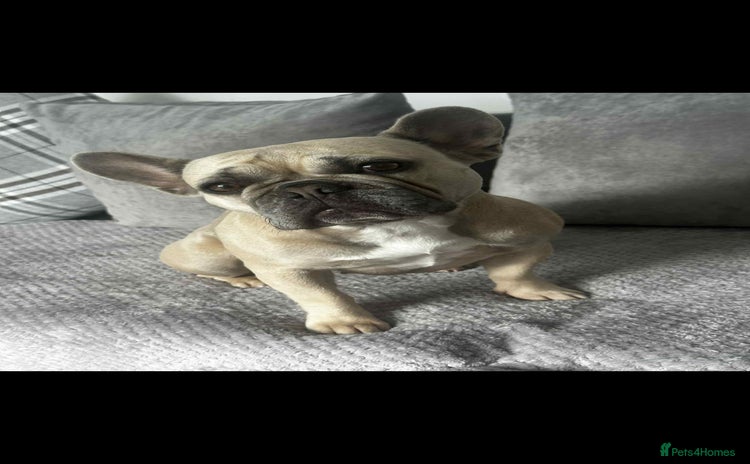 French Bulldog dogs - Advert 7