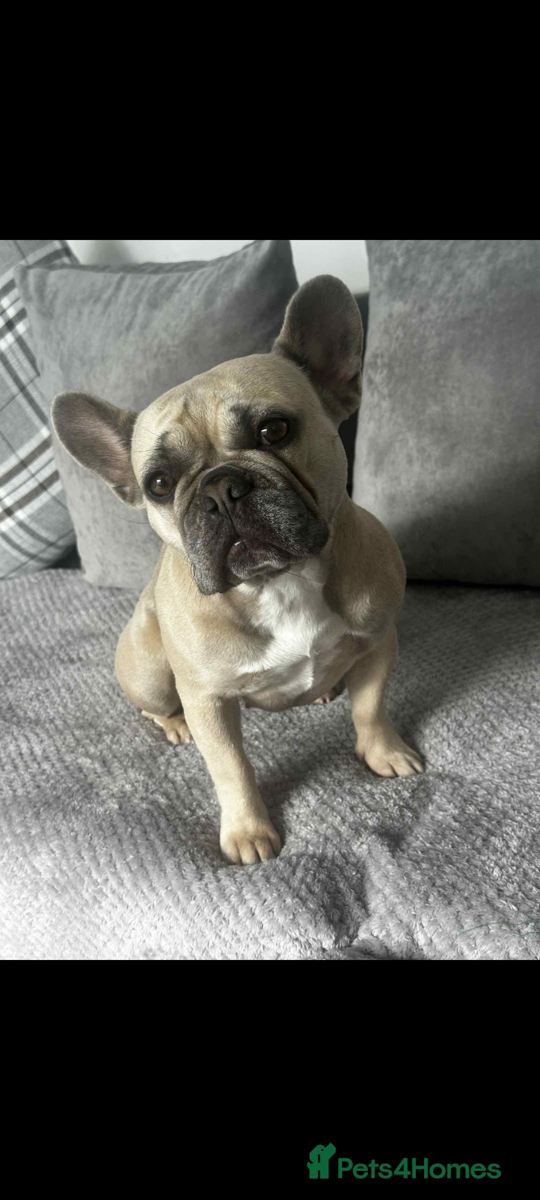 French Bulldog dogs for sale: French bulldog  - Image 1
