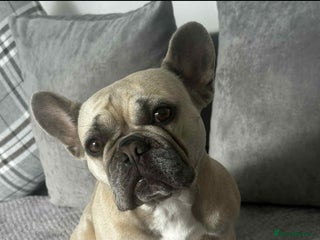French Bulldog dogs - Advert 23