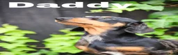 Miniature Dachshund dogs for sale: Last Girl & Boy - Miniature Dachshund Puppies - Advert 24