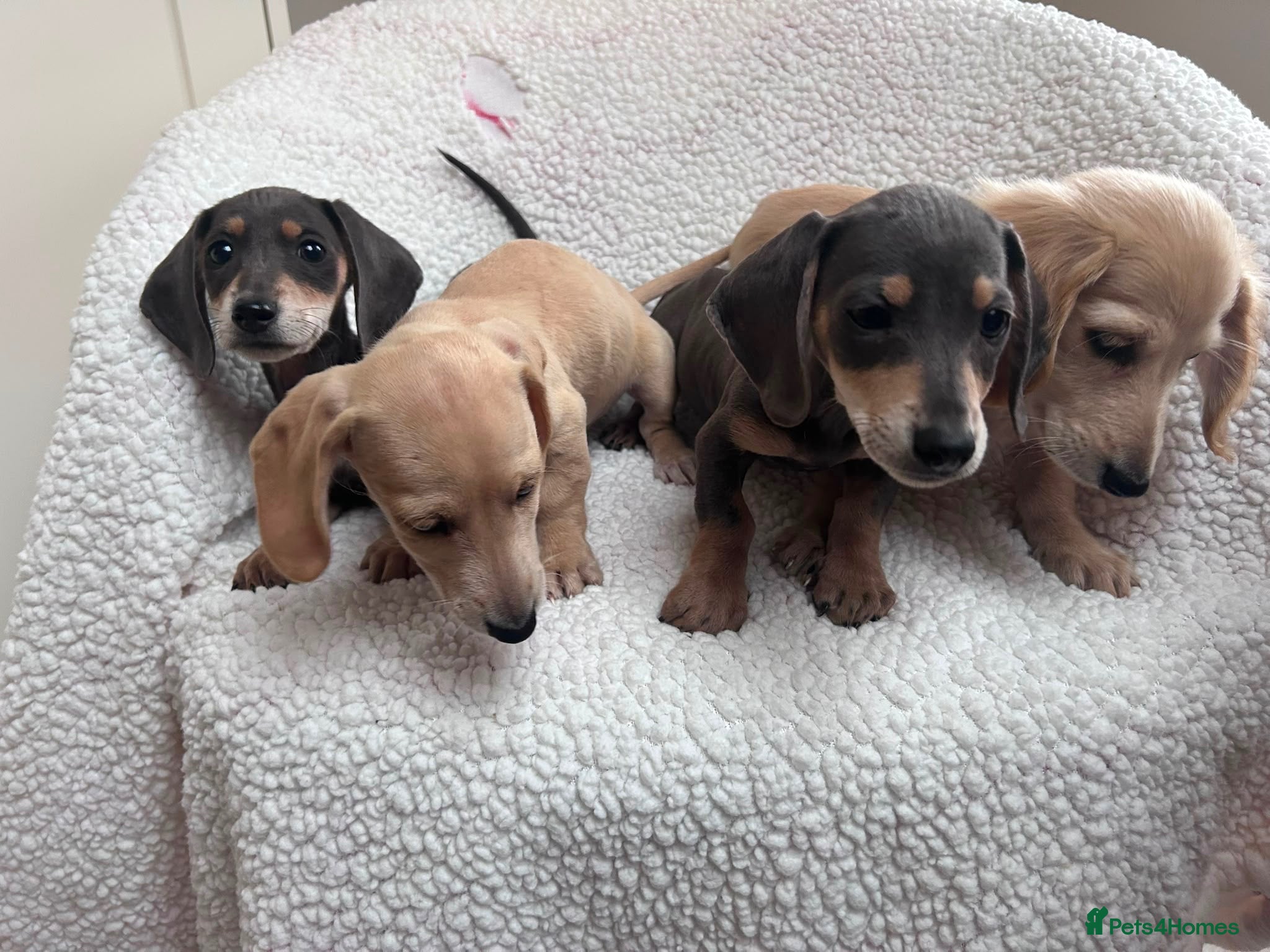 Miniature Dachshund dogs ***mini dachshund *** - Advert 2