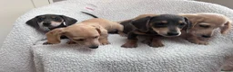 Miniature Dachshund dogs for sale: ***mini dachshund *** - Advert 2