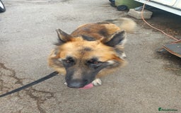 German Shepherd dogs for sale: German shepherd Rocko 5 year old  - Image 1