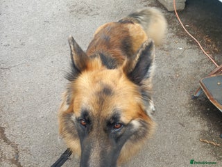 German Shepherd dogs - Advert 24