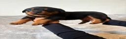 Rottweiler dogs for sale: Rottweiler Puppies 🏆 (IMP bloodline) - Advert 13