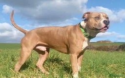 American Bull Staffy dogs for sale: American blue staffy female  - Image 11