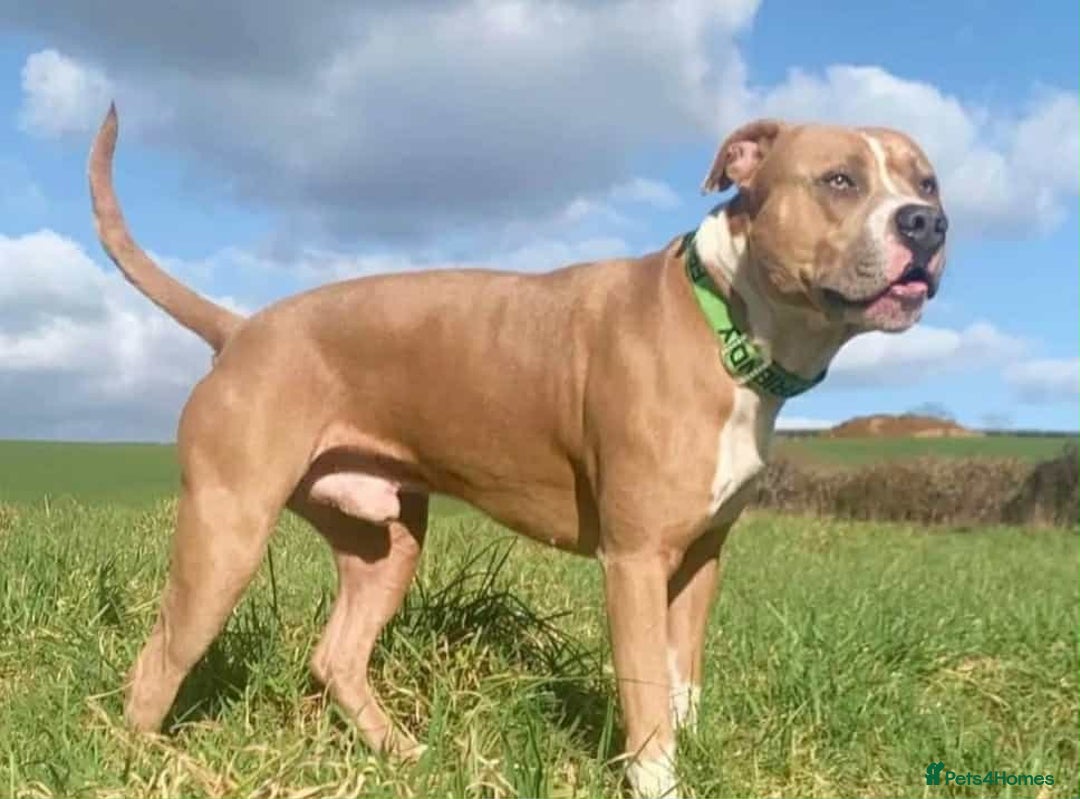 American Bull Staffy dogs for sale: American blue staffy female  - Image 11