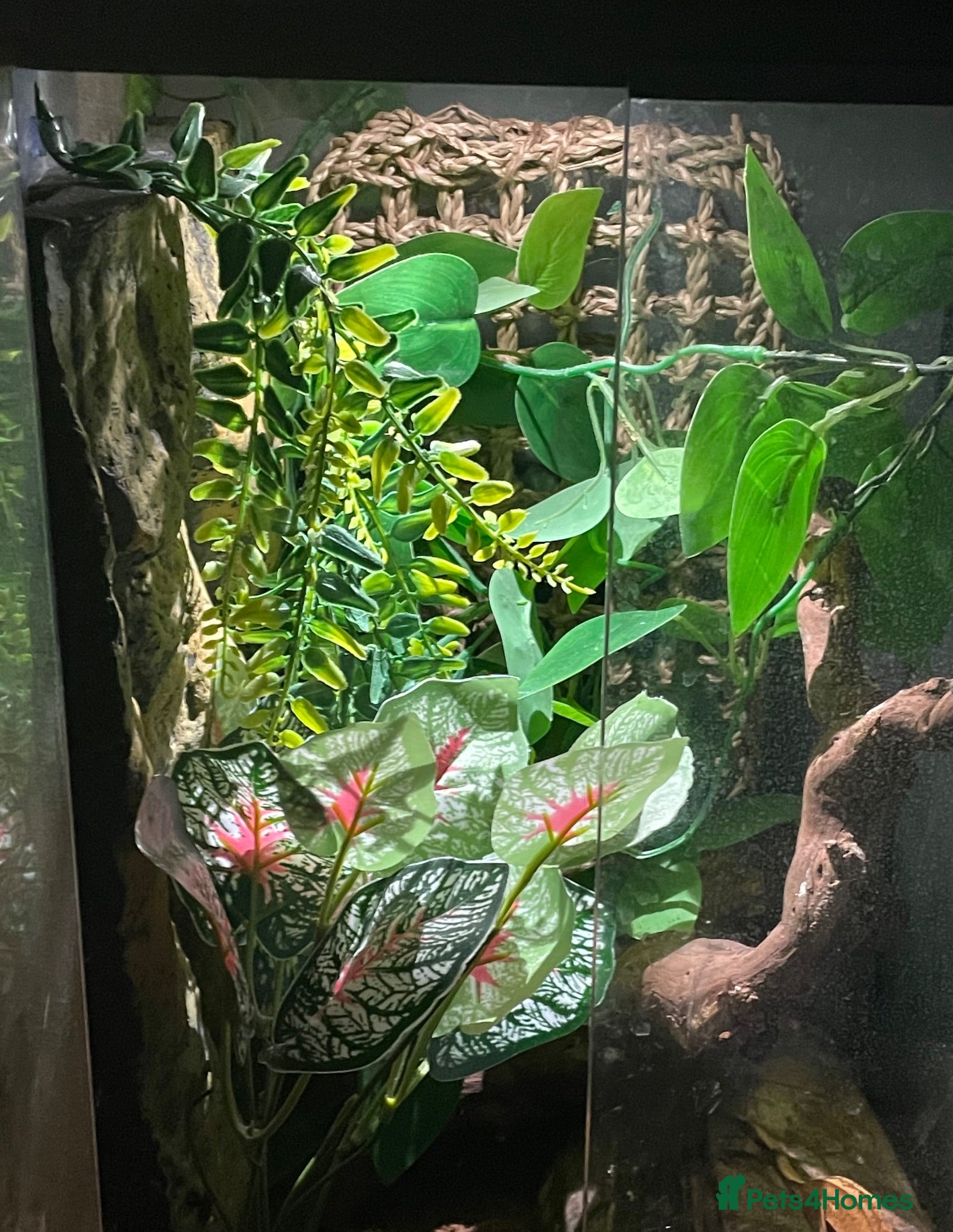 Gecko reptiles Crested gecko and full set up  - Advert 3