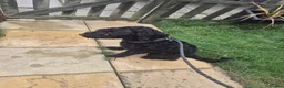 Cockapoo dogs for sale: Cockerpoo needing a new home  in Bedford - Advert 1