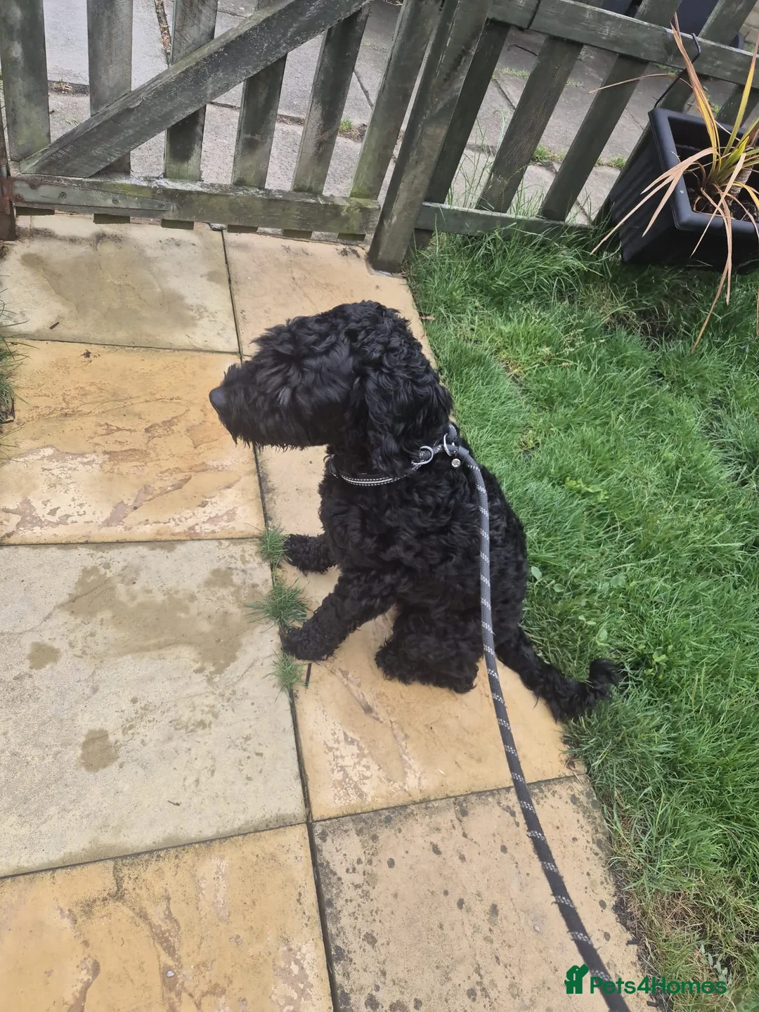 Cockapoo dogs for sale: Cockerpoo needing a new home  in Bedford - Advert 1