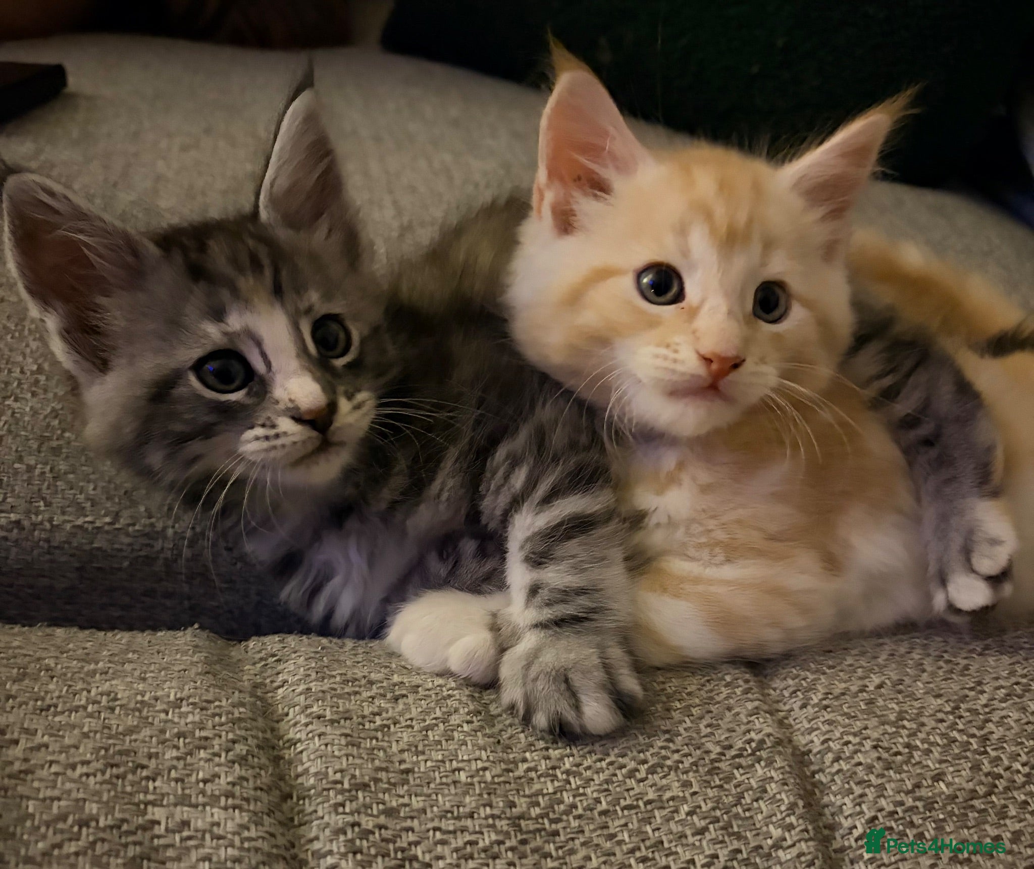 Maine Coon cats Maine coon kittens ready to reserve  - Advert 1