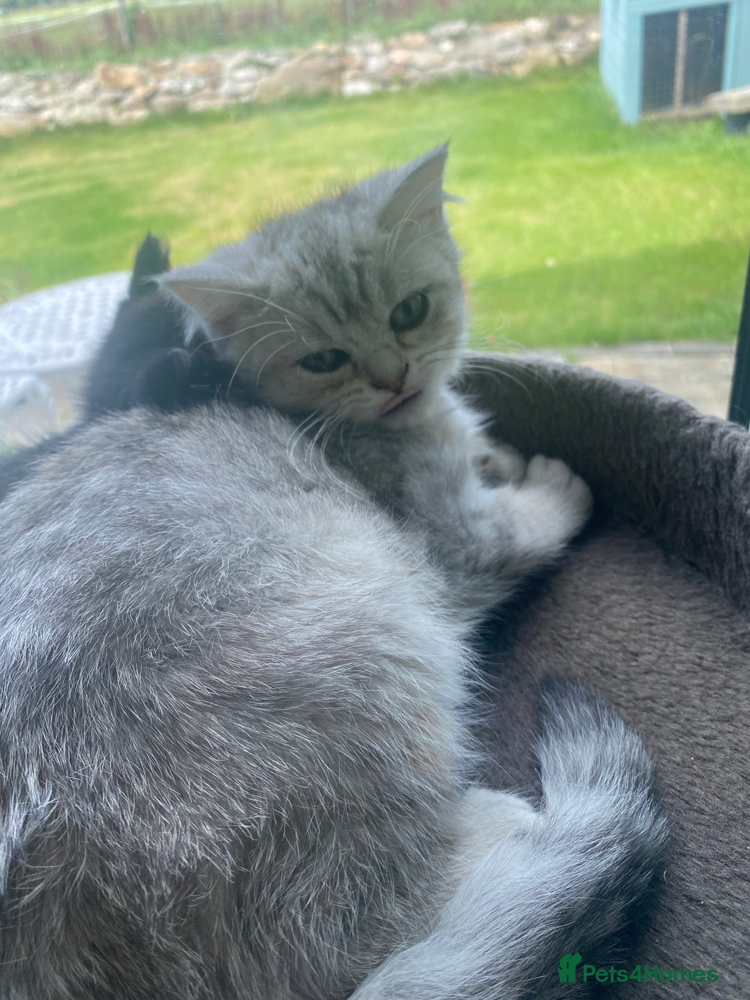Selkirk Rex cats for sale: Beautiful selkirkrex babies - Image 7