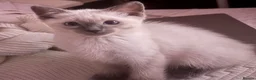 Ragdoll cats for sale: 🩵 Beautiful Pure Blue Point Ragdolls 🩵(two left) - Advert 11