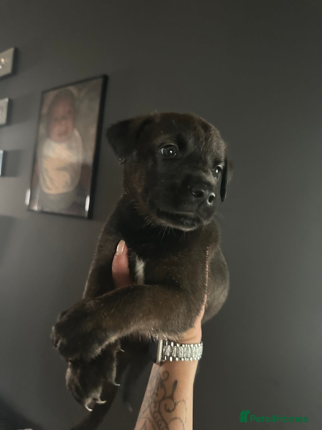 Mixed Breed dogs for sale: PLEASE READ!!! Doberman x American Akita puppies  - Image 8