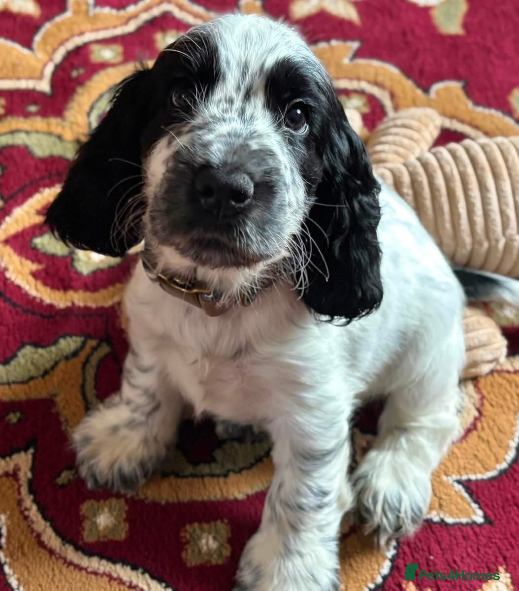 Cocker Spaniel dogs Show cockers - Advert 5