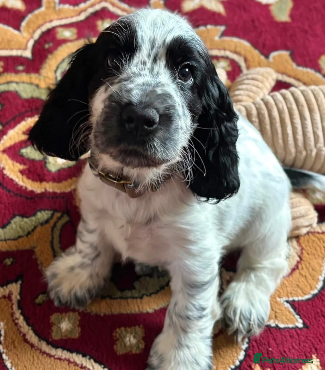 Cocker Spaniel dogs for sale: Show cockers - Advert 1
