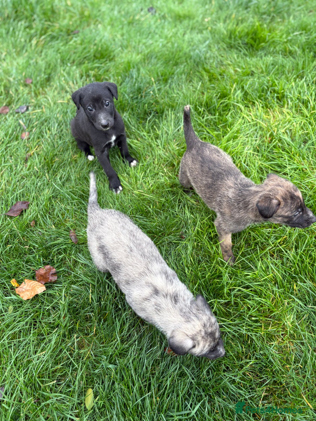Lurcher dogs for sale: Lurcher Pups - 4 x boys - Advert 10