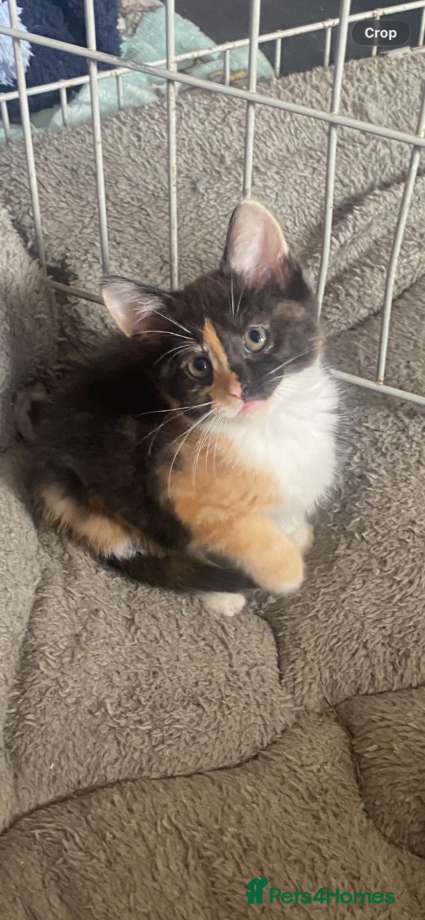 Mixed Breed cats Stunning female Kitten  - Advert 1