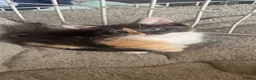 Mixed Breed cats for sale: Stunning female Kitten  - Advert 1