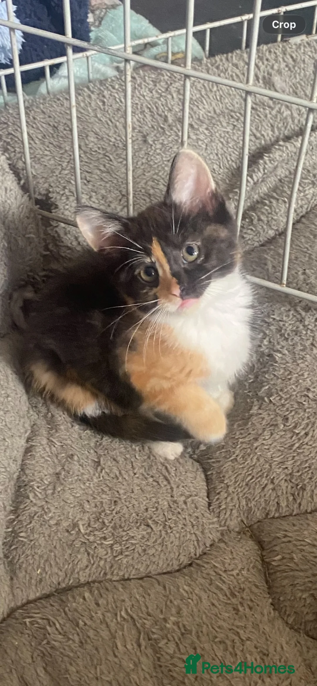 Mixed Breed cats for sale: Stunning female Kitten  - Advert 1