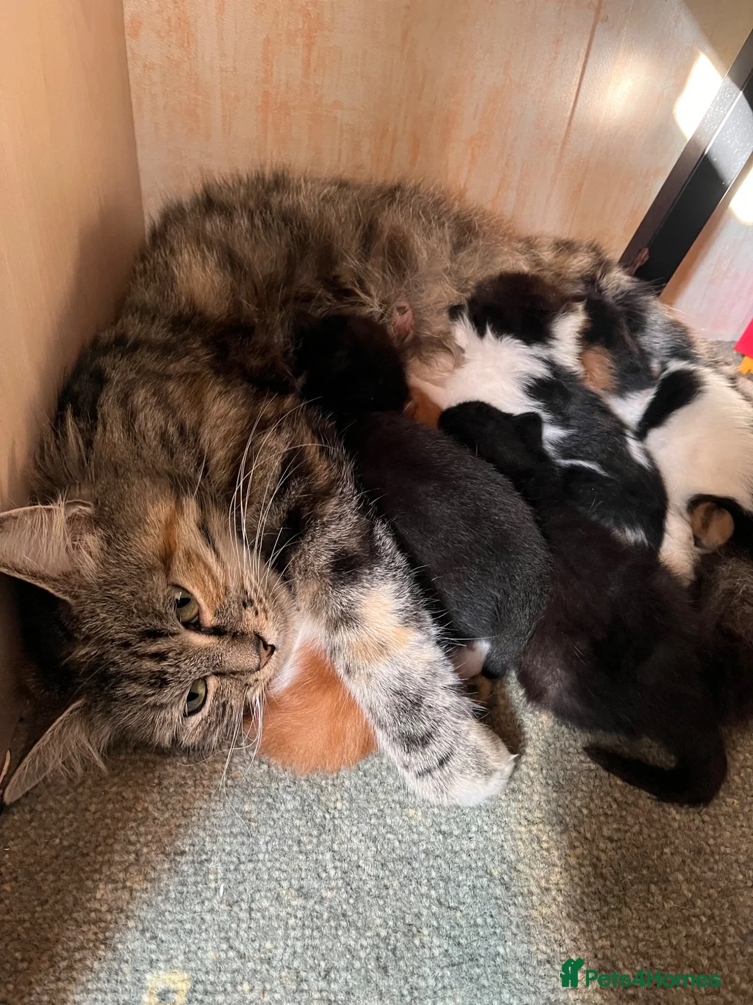 Mixed Breed cats for sale: Beautiful Kittens Looking for Forever Homes 🏡❤️ - Advert 2