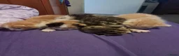 Mixed Breed cats for sale: Playful kittens for sale - Advert 3