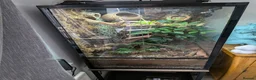 Gecko reptiles for sale: Crested gecko and enclosure  in Frodsham - Advert 1
