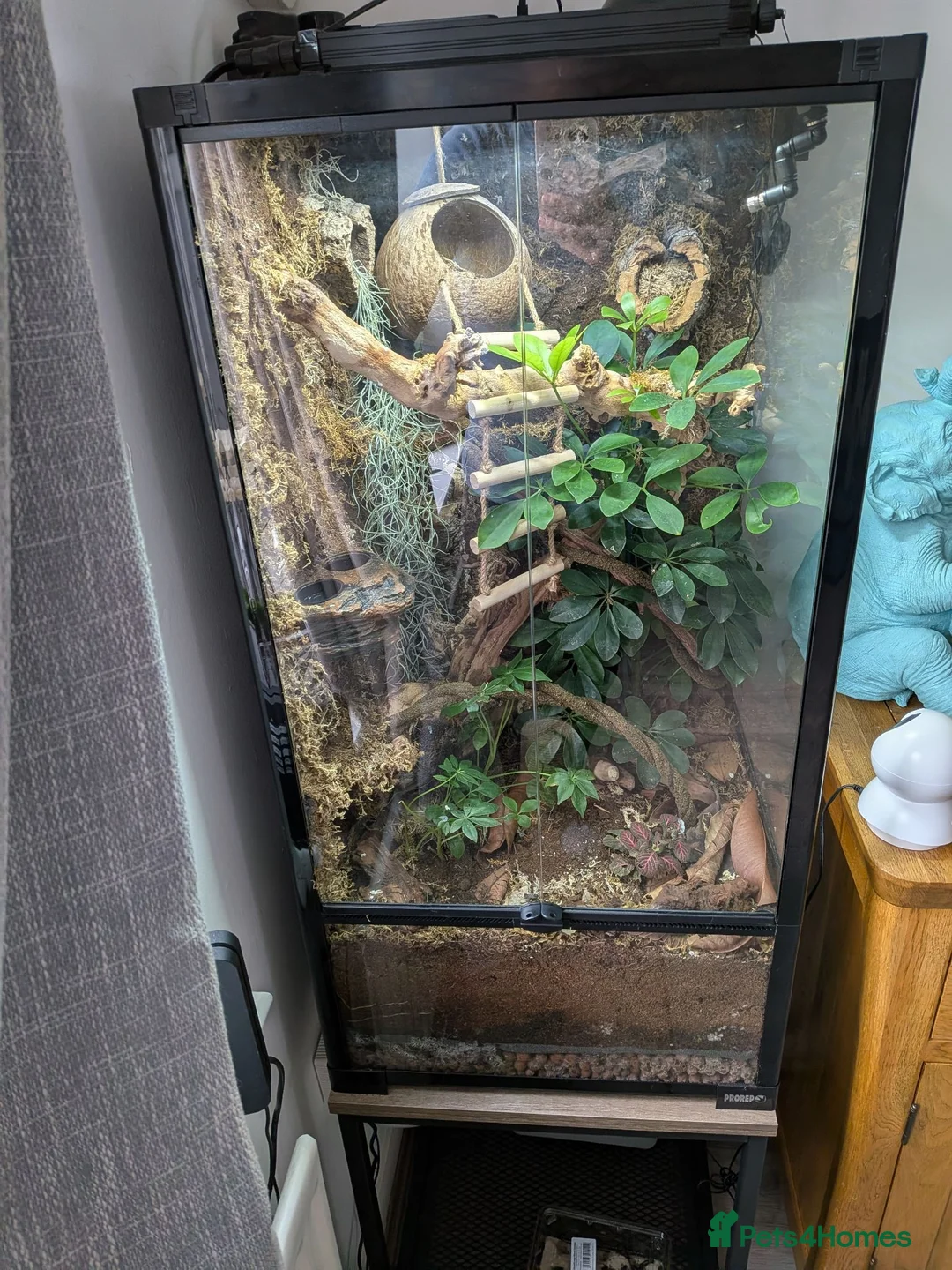 Gecko reptiles for sale: Crested gecko and enclosure  in Frodsham - Advert 1