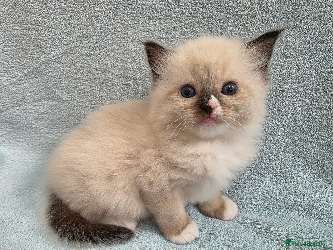 Ragdoll cats for sale: GCCF REGISTERED RAGDOLL KITTENS - Image 8