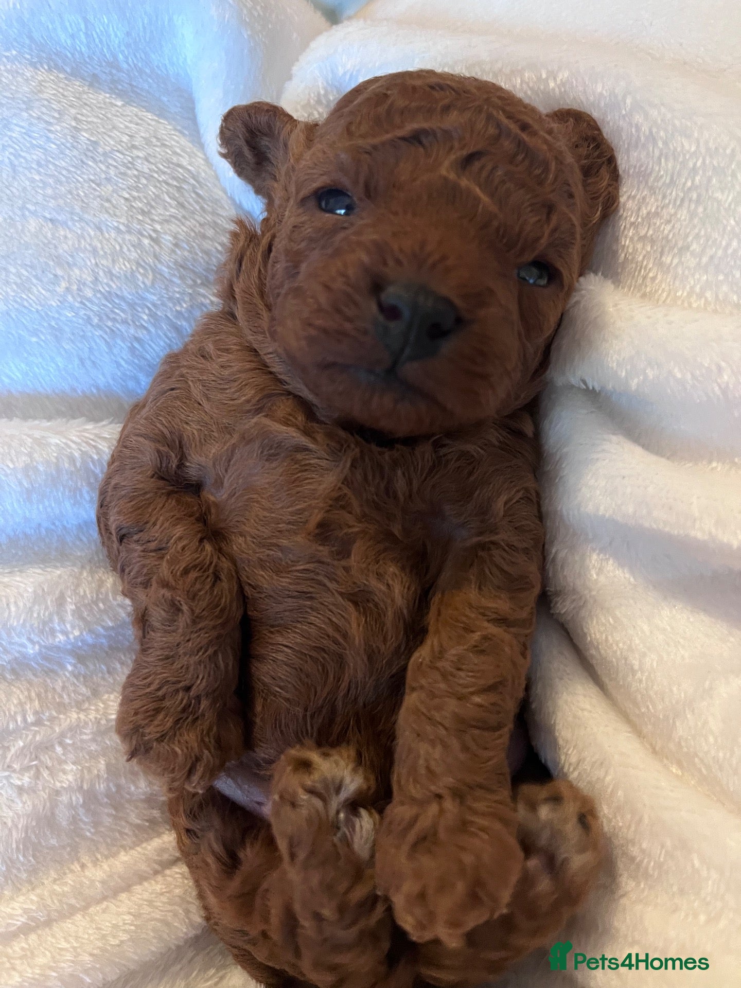 Cavapoo dogs Beautiful deep red toy cavapoo - Advert 10
