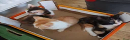 British Shorthair cats for sale: Five stunning kittens available immediately  - Advert 25