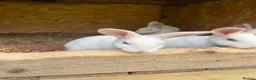 New Zealand rabbits for sale: Rabbits for sale very nice and very friendly with  - Advert 10