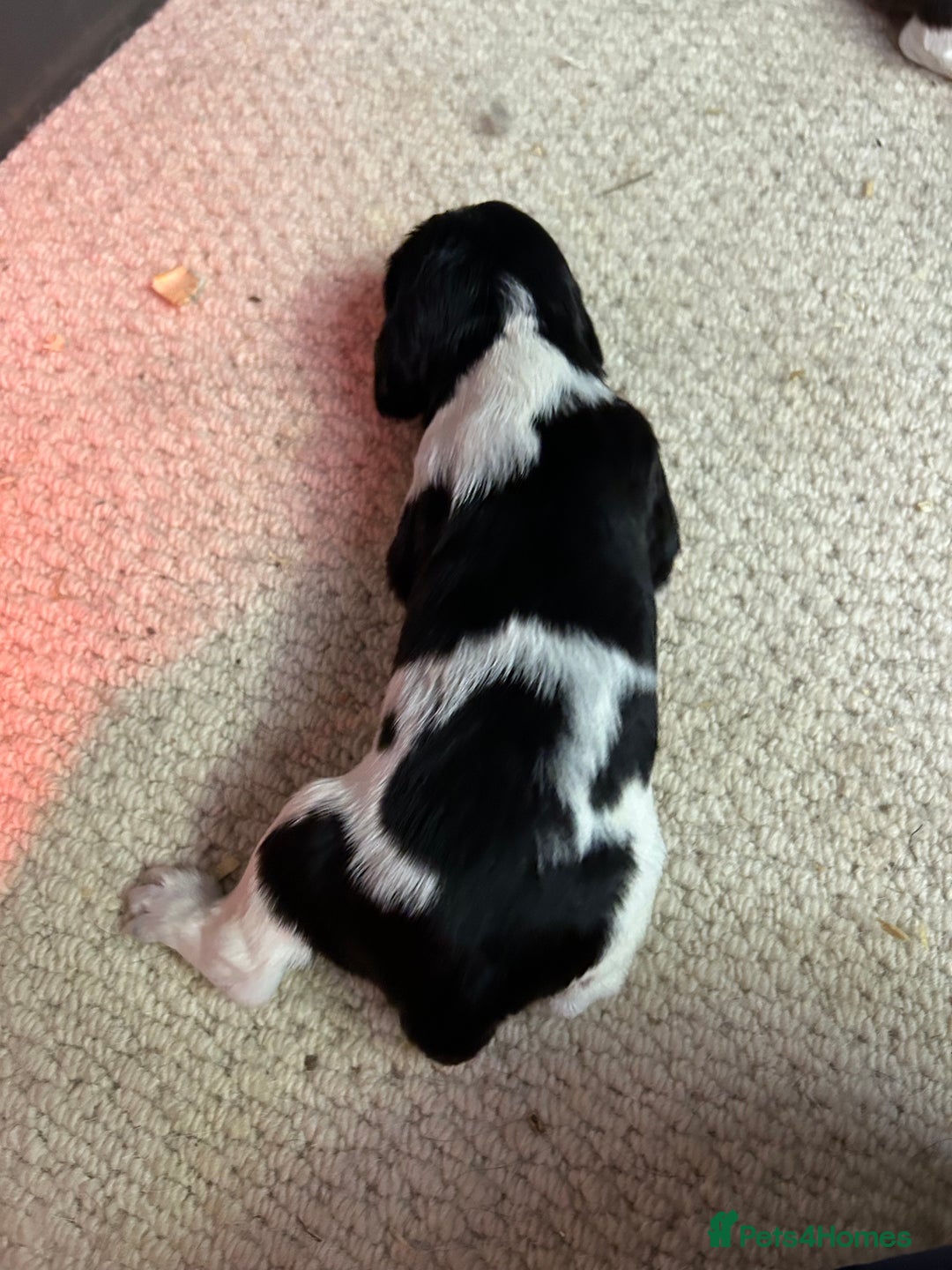 English Springer Spaniel dogs for sale: Springer Spaniel Puppies for sale  - Image 3