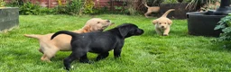 Labrador Retriever dogs for sale: Beautiful and handsome lab puppies - Advert 13