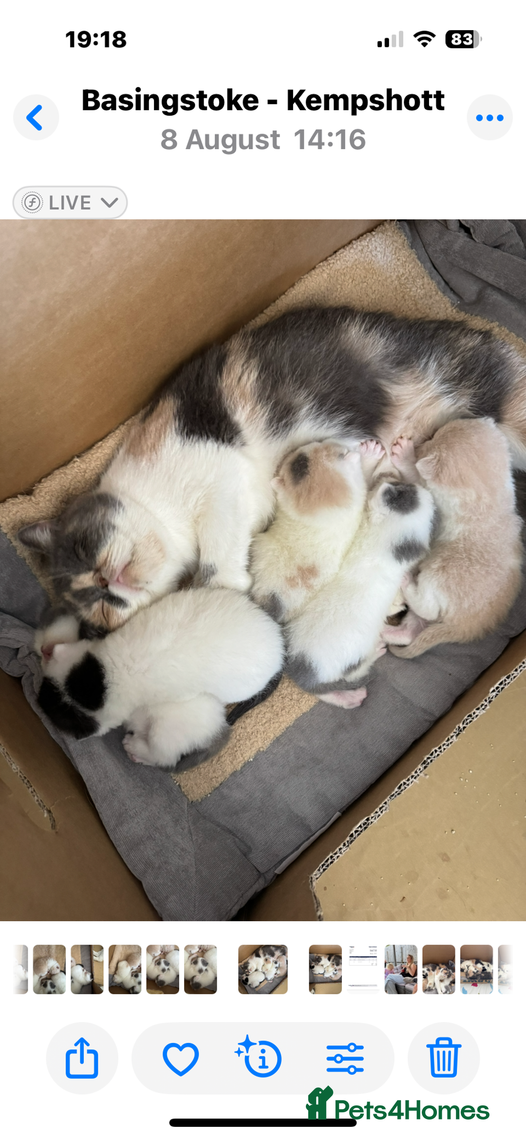 Exotic cats for sale: Outstanding quality exotic kittens  Champion lines - Advert 16