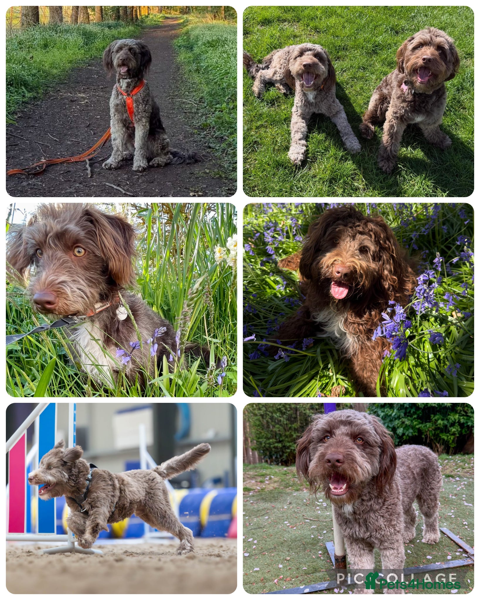 Bordoodle dogs F1 Bordoodles - DNA health tested - Advert 2