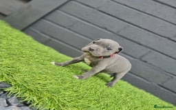 Staffordshire Bull Terrier dogs for sale: Blue Staffordshire Bull Terrier Champion Pups - Image 10