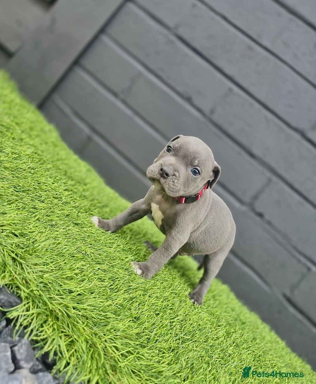 Staffordshire Bull Terrier dogs for sale: Blue Staffordshire Bull Terrier Champion Pups - Image 10