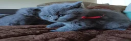 British Shorthair cats for sale: Gccf registered blue BSH kittens - Advert 6