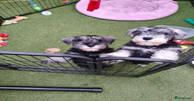 Miniature Schnauzer dogs - Advert 12