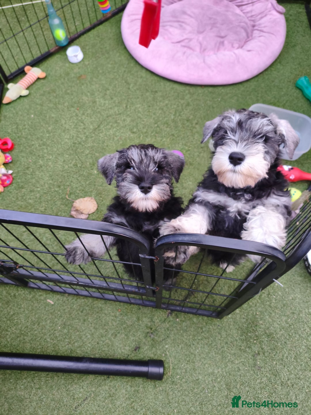 Miniature Schnauzer dogs for sale: Last girl left KC register - Image 6