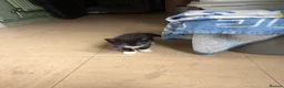 Mixed Breed cats for sale: Black kittens - Advert 6