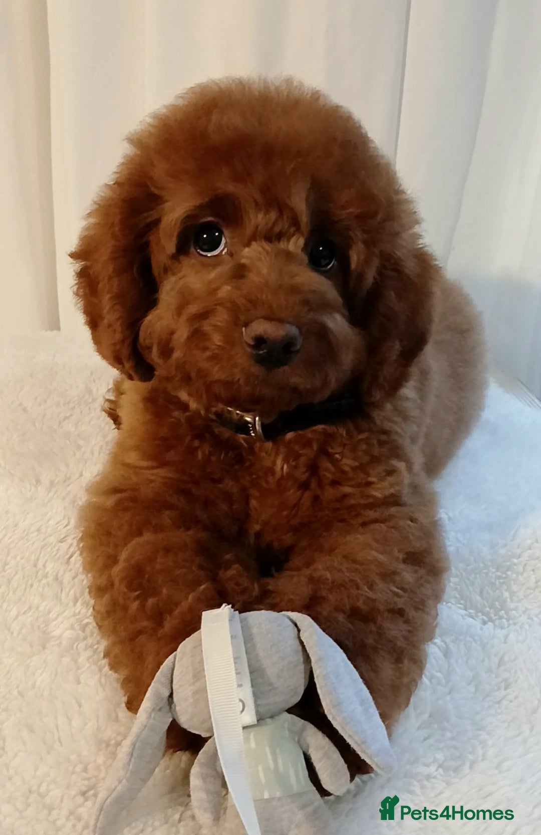 Cavapoo dogs for sale: Exquisite Red Cavapoo Boy Puppy  - Advert 5
