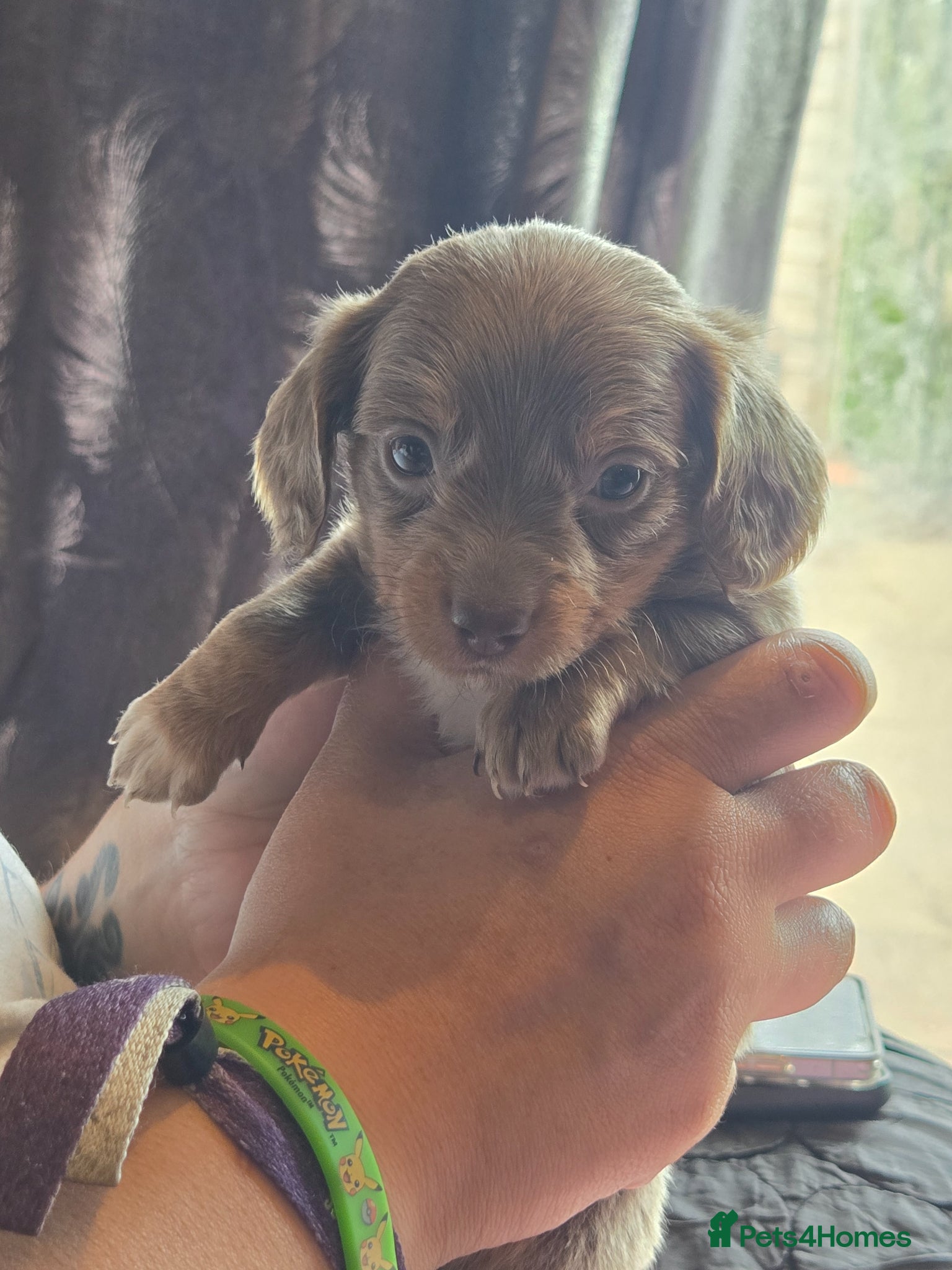 Dachshund dogs for sale: 5 gorgeous dachshund puppies for loving homes in Ludlow - Advert 27