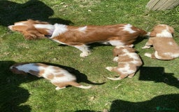 Cavalier King Charles Spaniel dogs for sale: Ready now, cavalier King Charles pups - Image 10