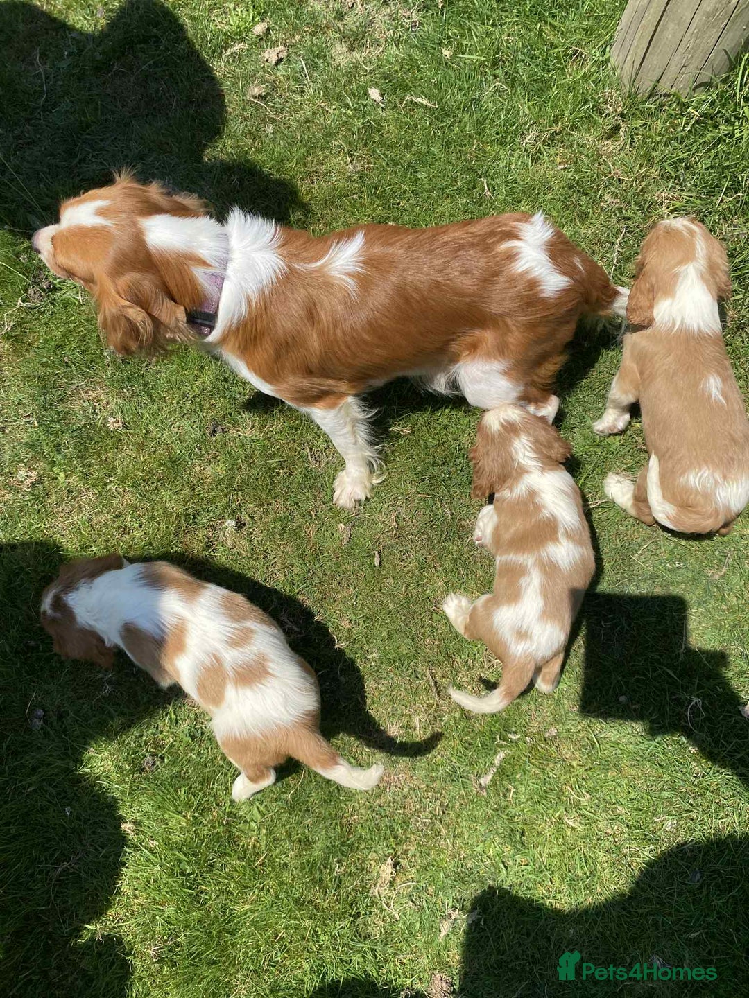 Cavalier King Charles Spaniel dogs for sale: Ready now, cavalier King Charles pups - Image 10
